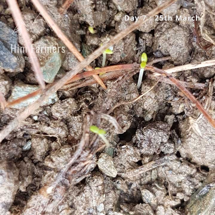 Chamomile is germinating out of seed bed