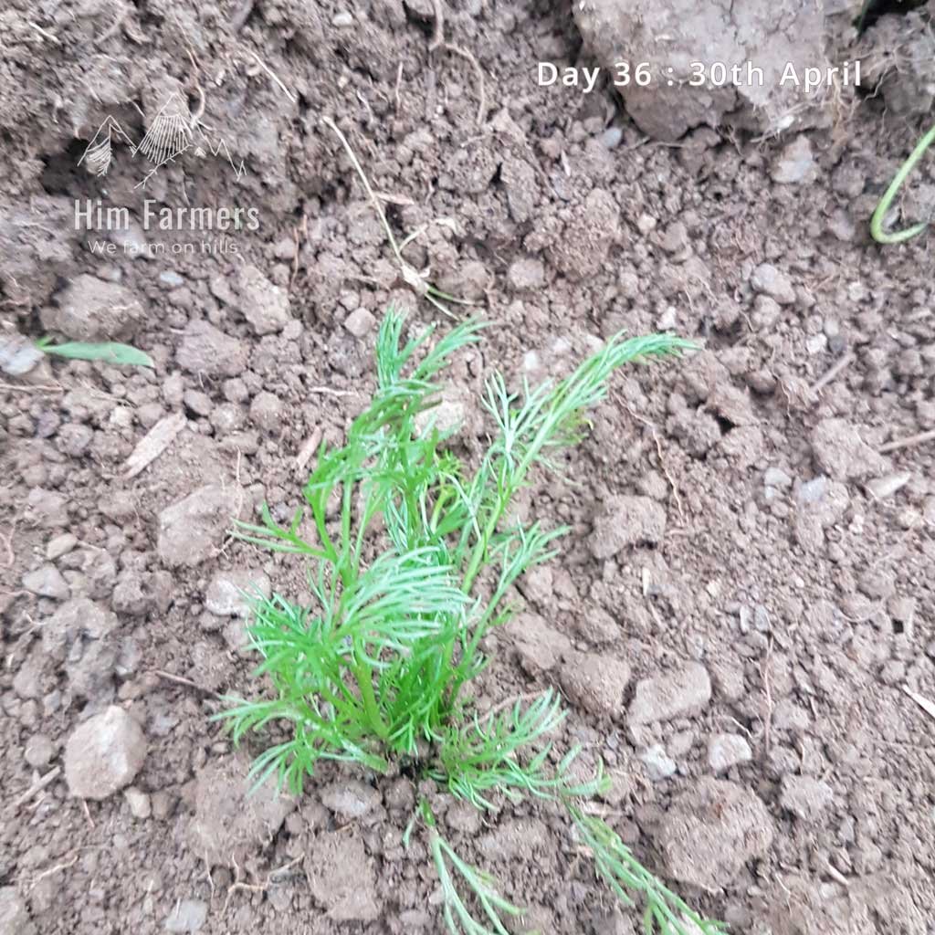 Chamomile seedling rocking in the farm