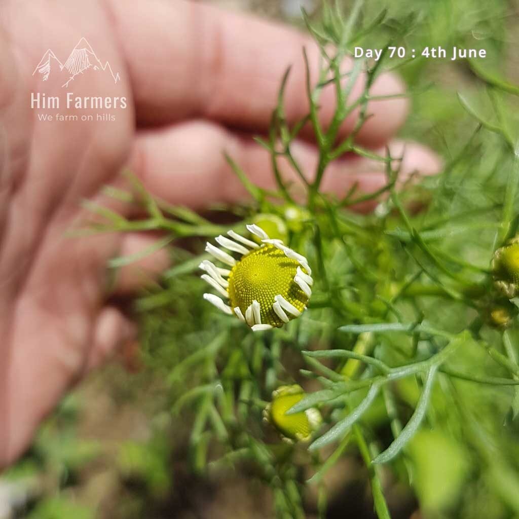 My First Chamomile Flower