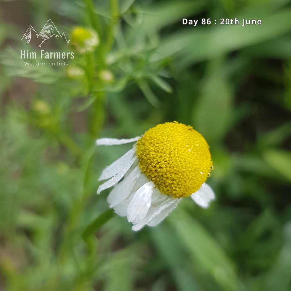 Dew Drops on Chamomile Flower buds