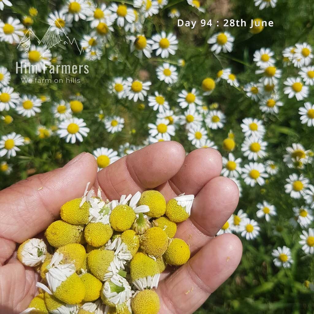 Collecting Chamomile Flowers