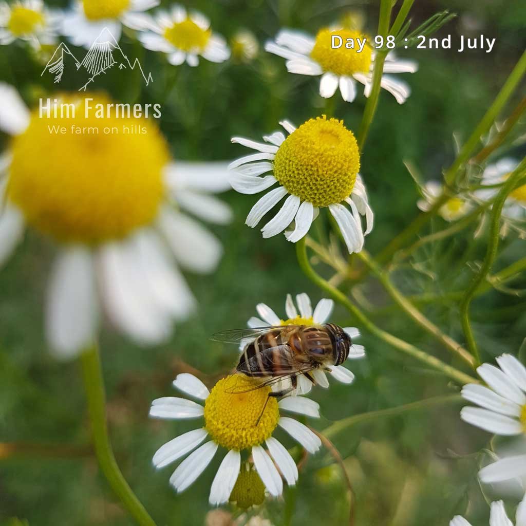 Chamomile Flower ready for Harvesting