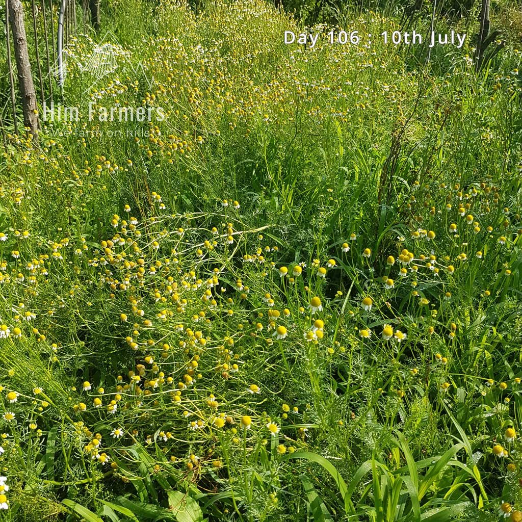 Mature Chamomile Crop